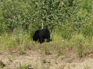 Black bear eating flowers